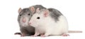 Two rats, 12 months old, in front of white background Royalty Free Stock Photo