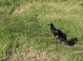 Two raven birds looking left Royalty Free Stock Photo