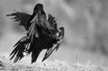 Two ravens Corvus corax fighting. BW filter. Royalty Free Stock Photo