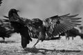 Two ravens Corvus corax fighting. BW filter. Royalty Free Stock Photo