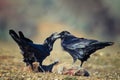 Two ravens Corvus corax sit on a prey Royalty Free Stock Photo
