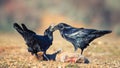 Two ravens Corvus corax sit on a prey Royalty Free Stock Photo
