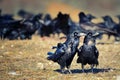 Two ravens Corvus corax stand apart from the pack Royalty Free Stock Photo
