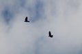 Ravens in Flight in silhouette