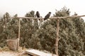 Two ravens crows birds sitting crossbar, Nepal forest.