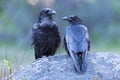 Two ravens perched on a rock with a blurred green background, showcasing their glossy feathers Royalty Free Stock Photo