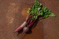 Two raw beetroots from new harvest on rusty melallic surface background Royalty Free Stock Photo