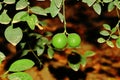 Two raw limbs hanging from the tree branch in the lemon garden Royalty Free Stock Photo