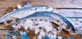 Two raw mackerel fish on crushed ice Royalty Free Stock Photo