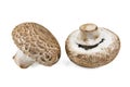 Two raw mushrooms on white Royalty Free Stock Photo