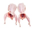 Two raw plucked and gutted quails isolated