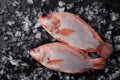 Two raw red tilapia fish on ice