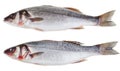 Two raw seabass fishes Royalty Free Stock Photo