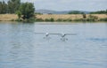 Two RC Hydroplane on water Royalty Free Stock Photo