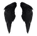 Two real black angel wings with big feathers isolated on white background Royalty Free Stock Photo