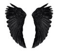 Two real black angel wings with big feathers isolated on white background Royalty Free Stock Photo