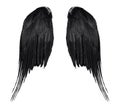 Two real black angel wings with big feathers isolated on white background Royalty Free Stock Photo