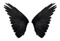 Two real black angel wings with big feathers isolated on white background Royalty Free Stock Photo