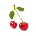 Two real perfect cherries with cherry leaves, close-up isolated on white background Royalty Free Stock Photo