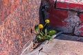 Two yellow dandelions in city