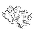 Two realistic magnolia flowers bud with leaf in black isolated on white background. Hand drawn vector sketch illustration in Royalty Free Stock Photo