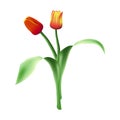 Two realistic vector beautiful tulips isolated on white background. Red and yellow flower buds in a bouquet. Royalty Free Stock Photo