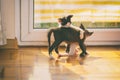 Young kittens playing in home Royalty Free Stock Photo