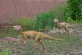 The two of reconstructions of Mesozoic reptiles and amphibians