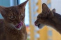 Two red Abyssinian cat kiss Royalty Free Stock Photo