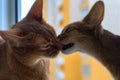 The two red Abyssinian cat kiss