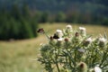 Two red admiral butterflies perched delicately on thistle flower tip Royalty Free Stock Photo