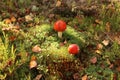 Two Amanita Muscaria Mushrooms In The Forest, Around Branches And Moss