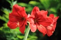 Two red amarilis flowers on green garden background