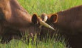 Two Red Angus cattle Royalty Free Stock Photo