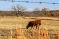 Two red angus yearlings grazing in autumn pasture behind blurred barbed wire fence at golden hour Royalty Free Stock Photo