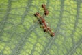 Two red ant attack red ant for food Royalty Free Stock Photo