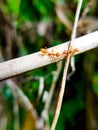 Two red ant team work together on the wood Royalty Free Stock Photo