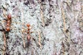 Two red ants on brown bark Royalty Free Stock Photo