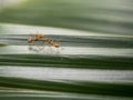 Two red ants communicate on green leaf.