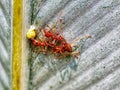 Two Red ants are fighting for over food Royalty Free Stock Photo