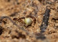 Two red ants helping each other carry a grain