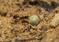 Two red ants helping each other carry a grain