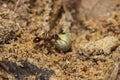 Two red ants helping each other carry a grain