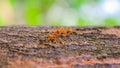 closeup of two red ants are kissing on a tree - a romantic scene