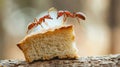 Two ants carrying a piece of bread, closeup macro shot, teamwork, food concept Royalty Free Stock Photo