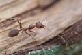 Red Ant Royalty Free Stock Photo