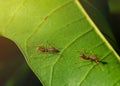 Two red ants were perched on the leaf of a mango Royalty Free Stock Photo