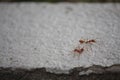 Two red ants working together for finding food. Royalty Free Stock Photo