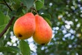 Two red appetizing ripe pears on a tree in a summer garden close-up Royalty Free Stock Photo