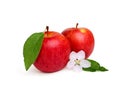 Two red apple with apple flower.